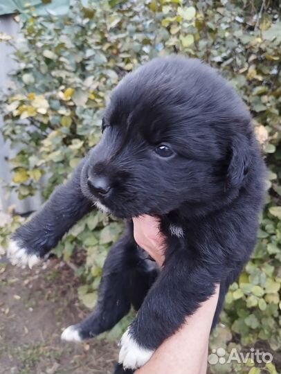 Отдадим щенков