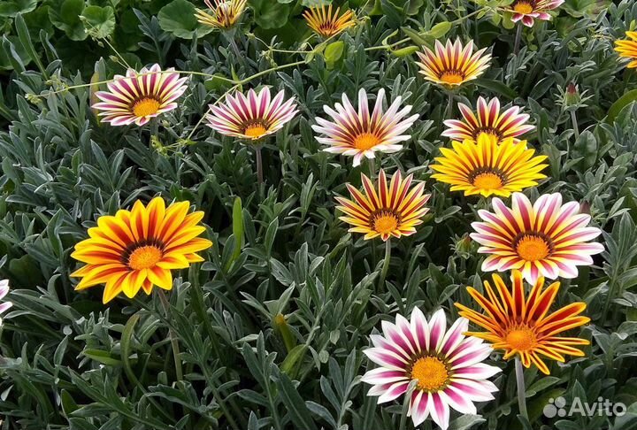 Газания/Петуния/Бархатцы