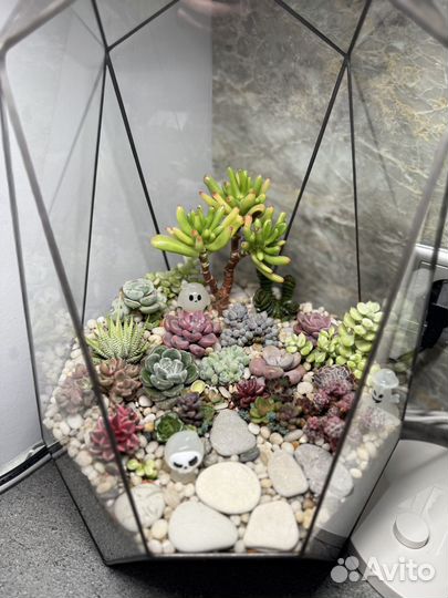 Флорариум готовый