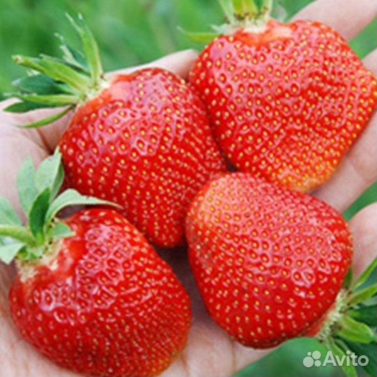 Клубника Гигантелла