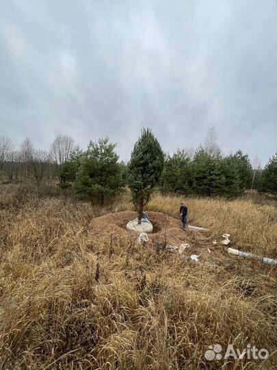 Сосна обыкновенная 5-6 м