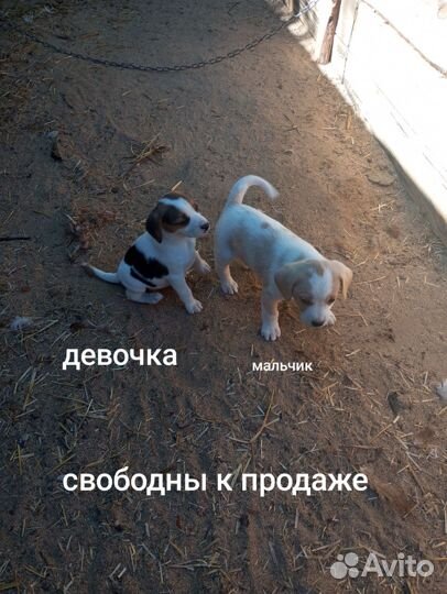 Щенки бигль