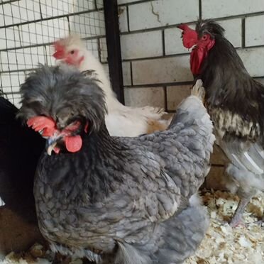 Инкубационное яйцо кур породы Русская хохлатая