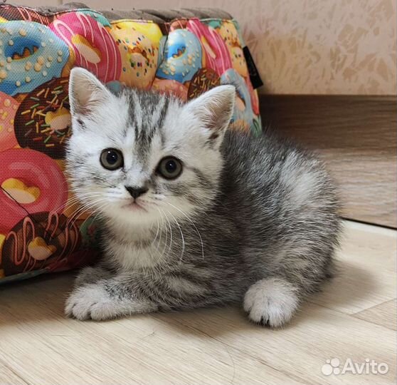 Шотландские котята