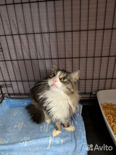 Кошечка Маня