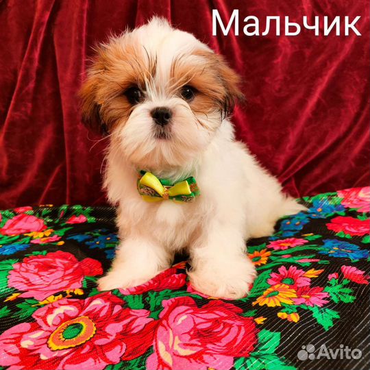 Очаровашки щенки ши-тцу
