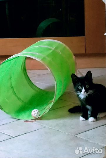 Славный мальчик котенок Яшка 2,5 мес