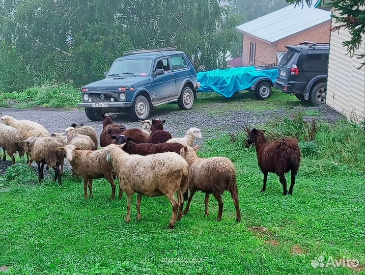 Овцы, бараны