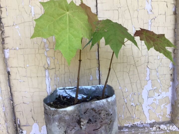 Клен багровый, дуб черешчатый