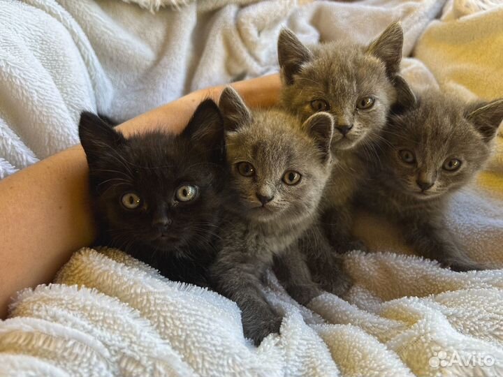 Котята в добрые руки