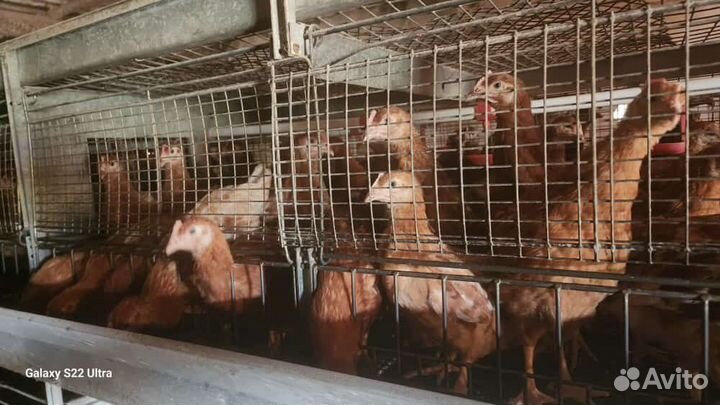 Куры несушки