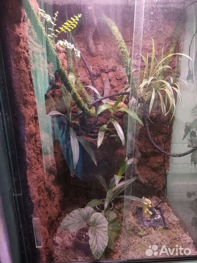 Террариум для хамелеона