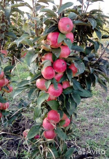 Яблони колоновидные