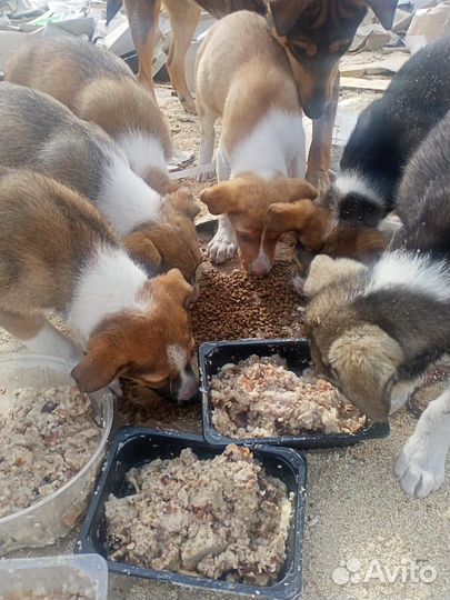 Щенки 1,5 мес, от крупной собаки, отдам бесплатно