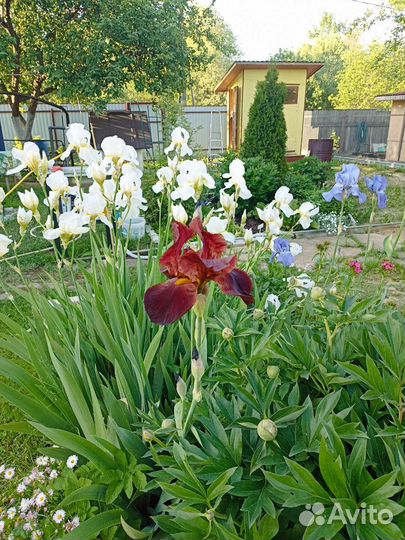 Ирисы