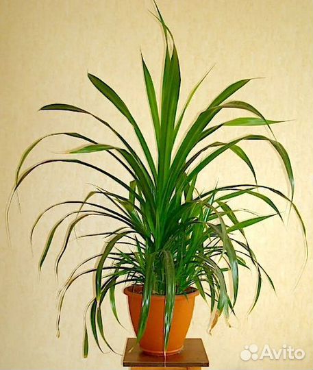 Комнатные цветы панданус