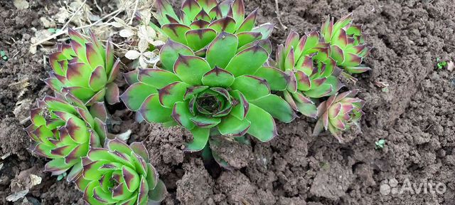 Каменная роза.Молодило