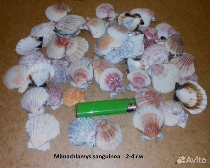 Раковина морская, звезда, ракушки