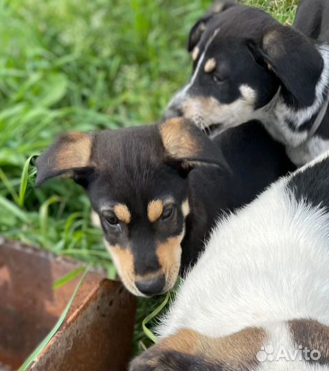 Два чудесных братика ищут дом