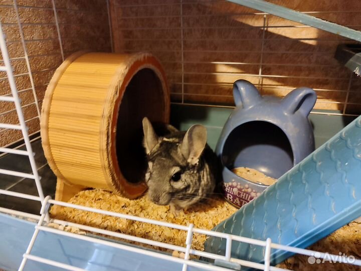 Шиншилла с клеткой