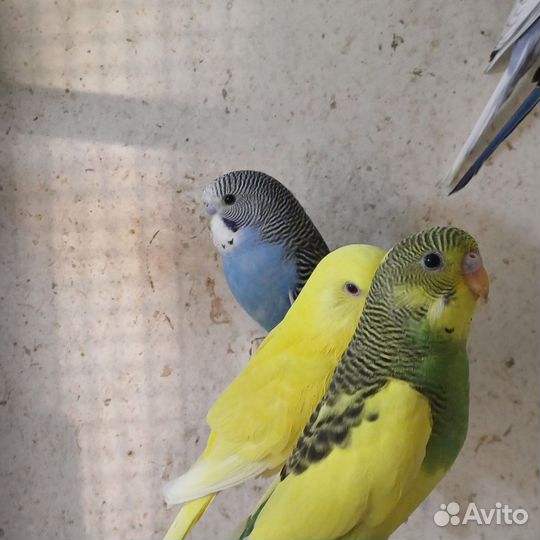 Волнистый попугай молодые только из гнезда вышли