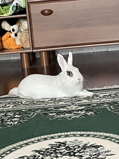 Кролик декоративный
