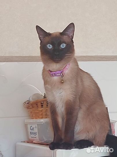 Тайские котята