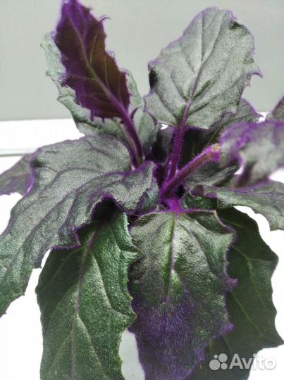 Генура комнатное растение