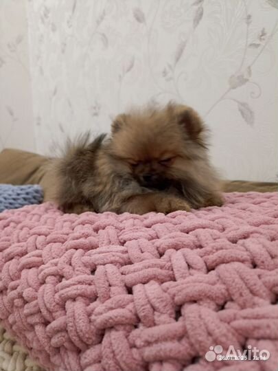 Померанский шпиц мини щенок