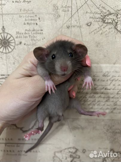 Крысята Дамбо много окрасов