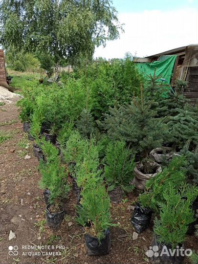 Саженцы туя