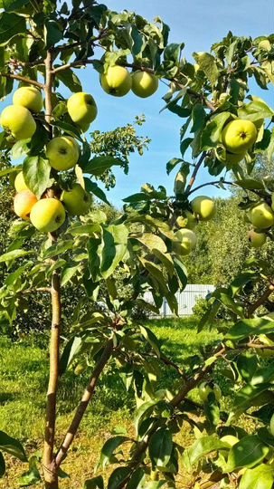 Дача 20 м² на участке 16 сот.