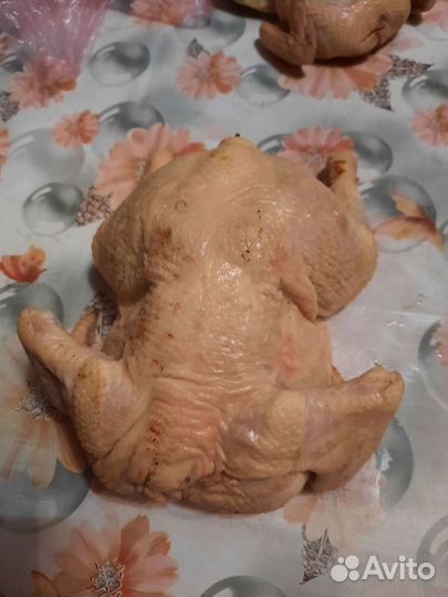 Курица домашняя Куры деревенские. Индейка. Фазан