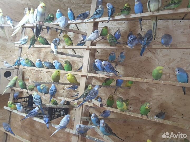 Волнистые попугаи