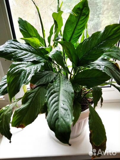 Спатифиллум