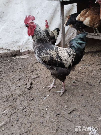 Петухи