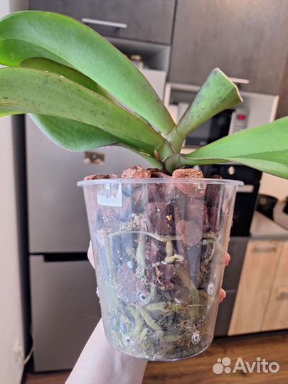 Орхидея фаленопсис Карина (Golden River)