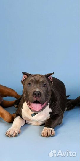 Американский булли