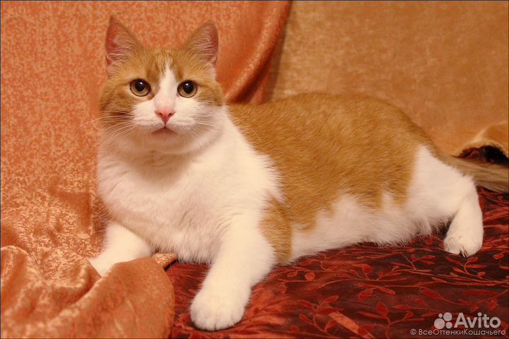 Кот Лев в добрые руки