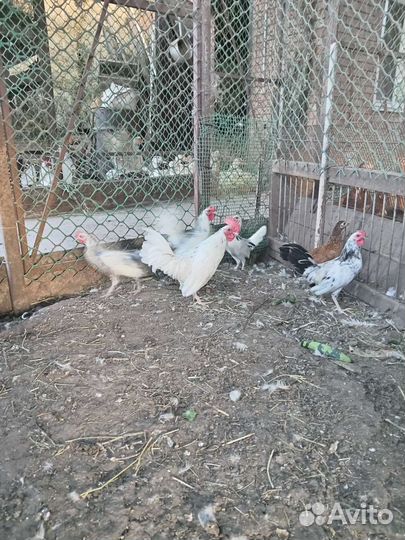 Декоративные куры