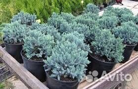 Можжевельник блю стар
