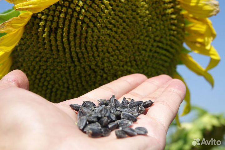 Семена подсолнечника