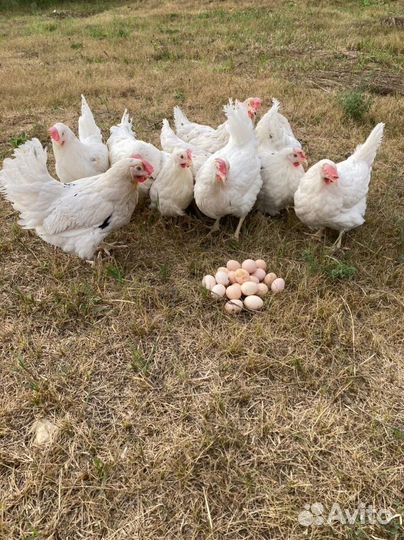 Молодые Куры Несушки