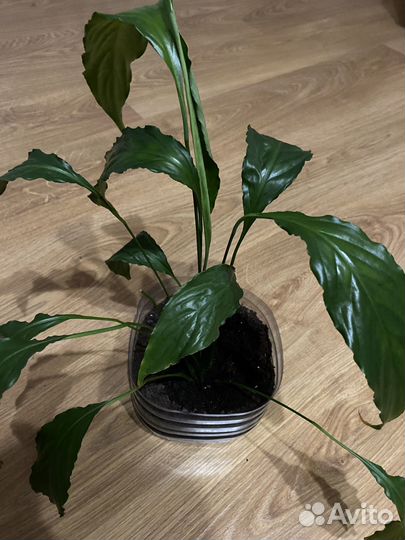 Спатифиллум