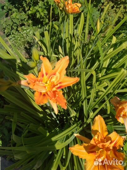 Лилейник махровый оранжевый