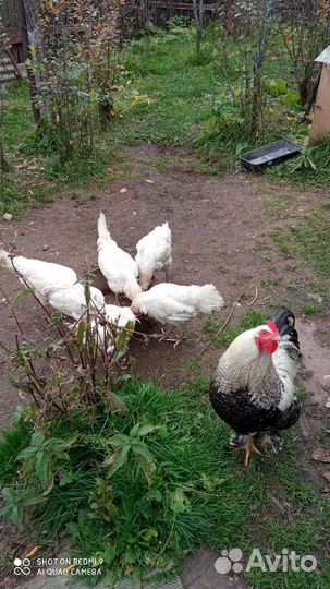 Куры несушки продам