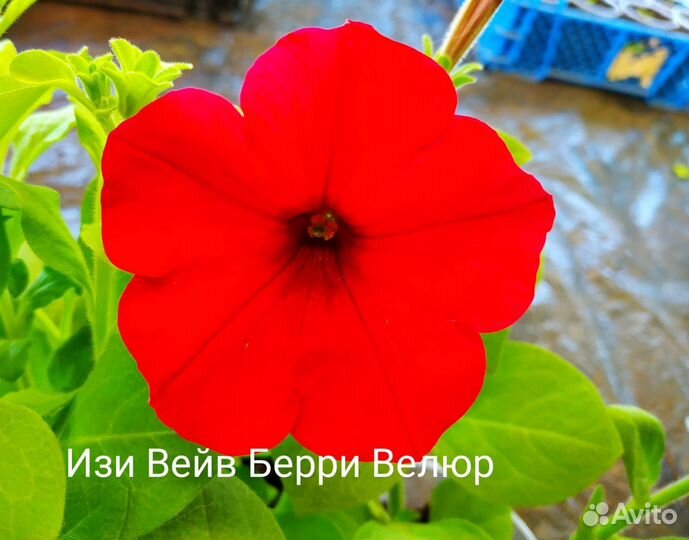 Ампельная петуния