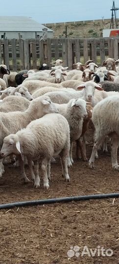 Матки откормичние