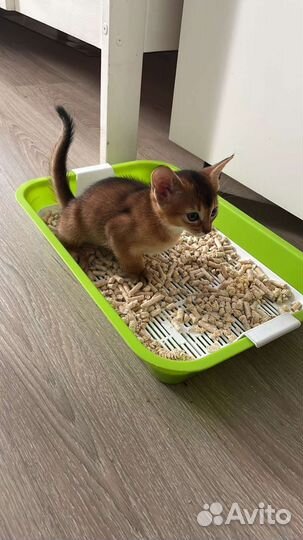 Абиссинская кошка