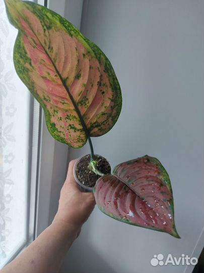 Комнатные растения